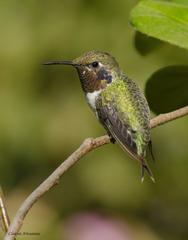 Thaumastura cora
