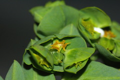 Euphorbia
