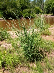 Muhlenbergia mexicana