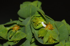 Euphorbia