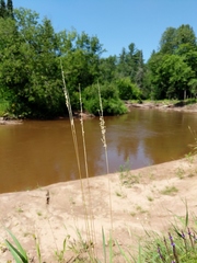 Sphenopholis intermedia