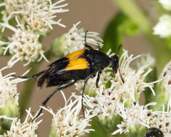 Macrosiagon dimidiata