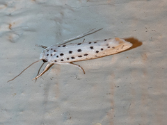 Yponomeuta multipunctella