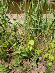 Sphenopholis intermedia