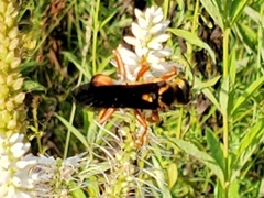 Sphex ichneumoneus