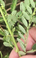 Phyllanthus fraternus