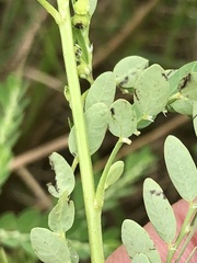 Phyllanthus fraternus