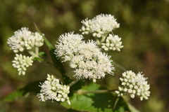 Eupatorium perfoliatum