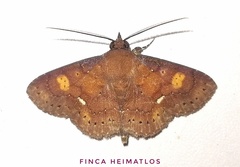 Triommatodes aberrans