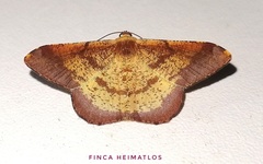 Pyrinia agonisaria