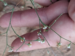 Eriogonum cernuum