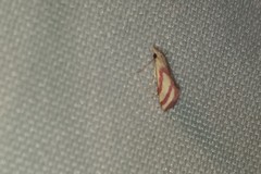 Microtheoris vibicalis