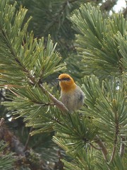 Peucedramus taeniatus