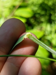 Elymus wiegandii