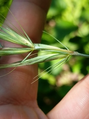 Elymus wiegandii