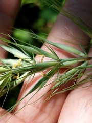 Elymus wiegandii