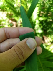 Elymus wiegandii