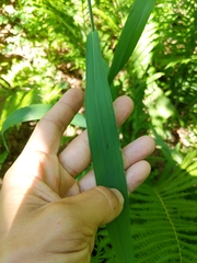 Elymus wiegandii