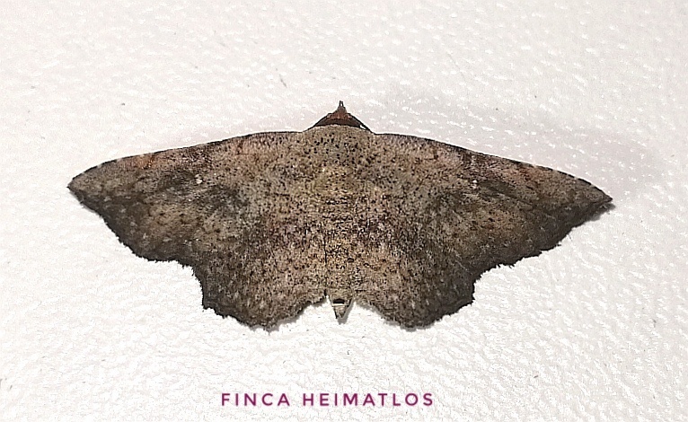 Renodes croceiceps