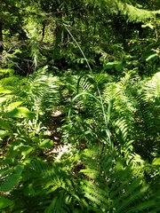 Elymus wiegandii