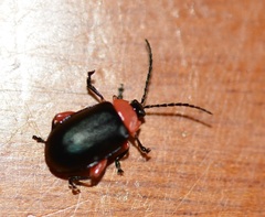 Asphaera abdominalis