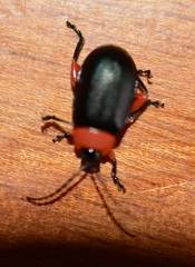 Asphaera abdominalis