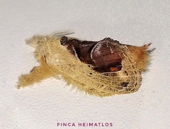 Nesara amisena