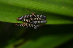 Xanthopastis moctezuma