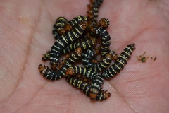 Xanthopastis moctezuma