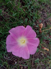 Ipomoea hartwegii