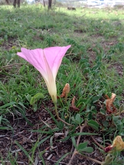 Ipomoea hartwegii