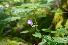 Scutellaria saxatilis