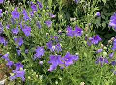Platycodon