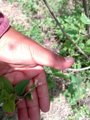 Iresine cassiniiformis