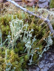Cladonia rappii