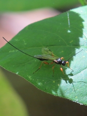 Odontocolon ochropus