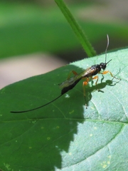 Odontocolon ochropus