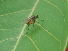 Diptera
