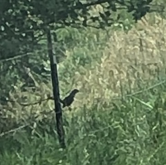 Dumetella carolinensis