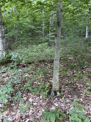 Platanthera orbiculata