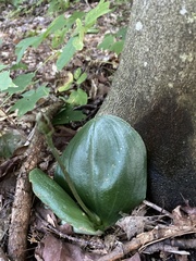 Platanthera orbiculata