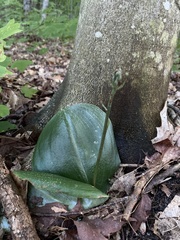 Platanthera orbiculata