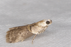 Acrobasis palliolella