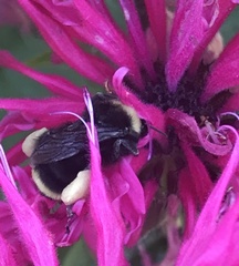 Bombus