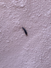 Labidura riparia