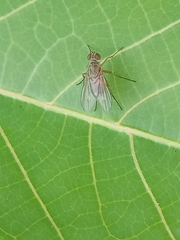 Diptera