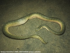Hydrophis schistosus
