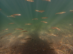 Ptychocheilus grandis