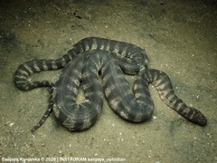 Acrochordus granulatus