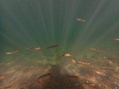 Ptychocheilus grandis